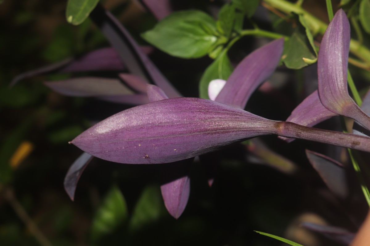 Tradescantia pallida (Rose) D.R.Hunt